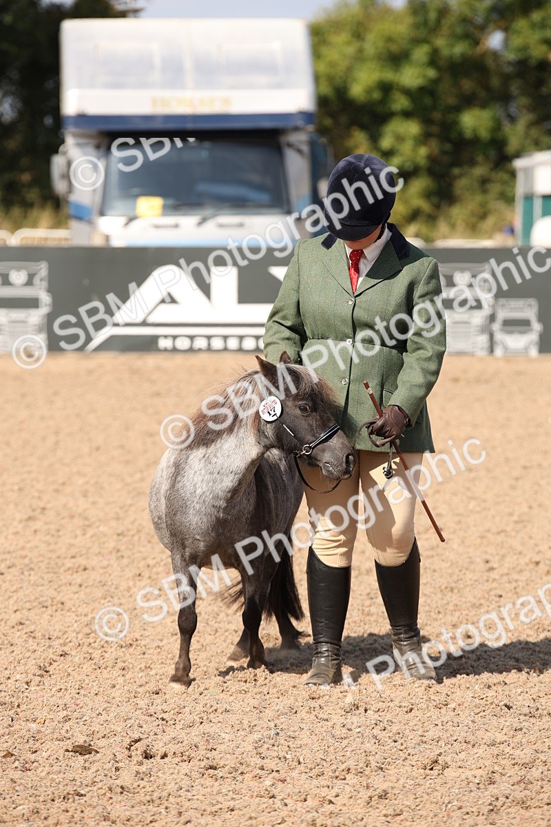 SBM_03038 - Class 17 Prettiest Mare IH or Ridden