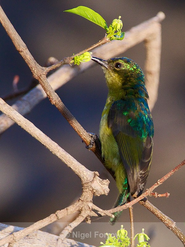 Unidentified Sunbird - Unidentified Birds