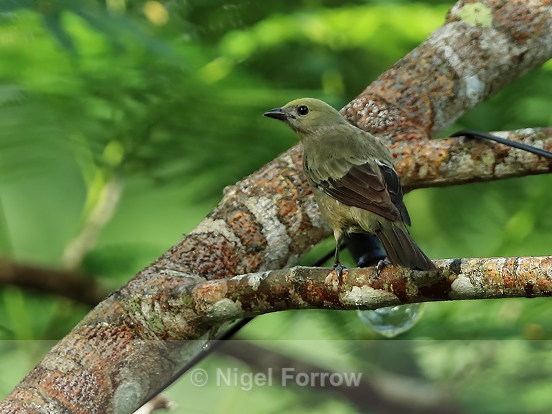 Palm Tanager, Gamboa, Panama - Palm Tanager