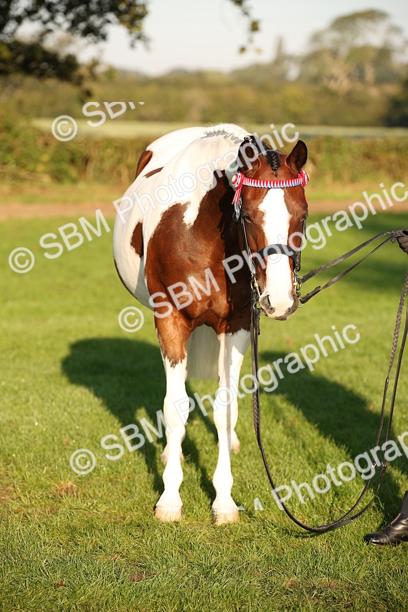 SBM_56929 - S49 - Riding Horse & Hack & Thoroughbred In Hand