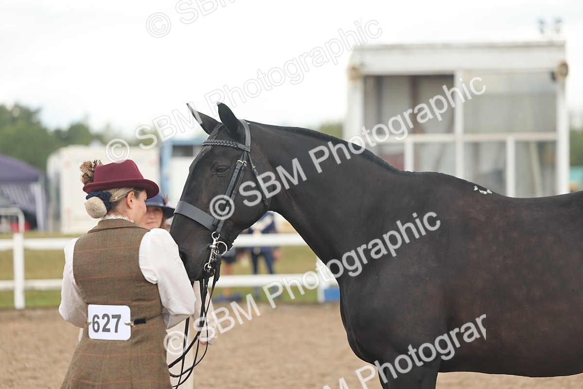 SBM_07873 - Class 28 - IH Veteran Horse