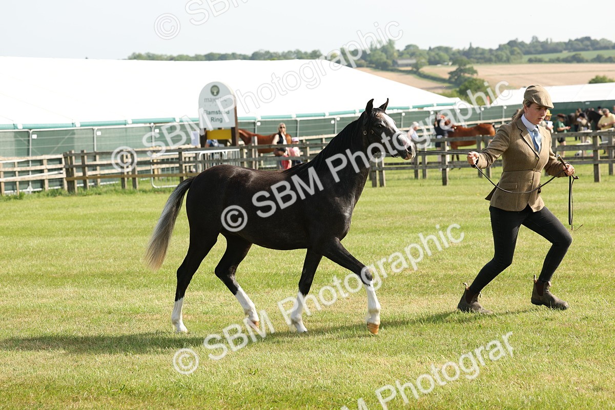 SBM_00694 - Class 6-13 - Mountatin and Moorland In Hand Welsh Breeds