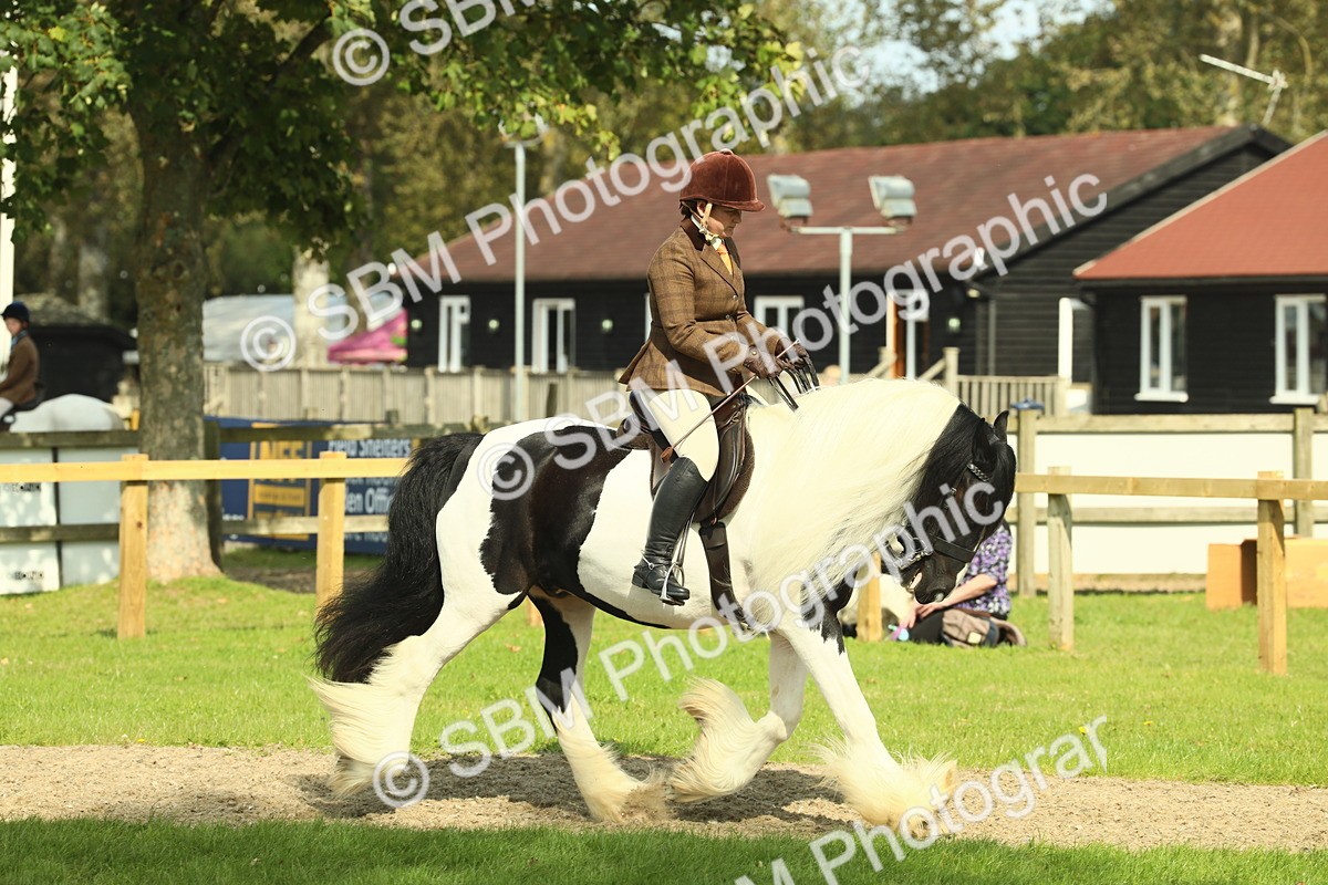 SBM_68785 - S58 - Mini Show Cob Ridden