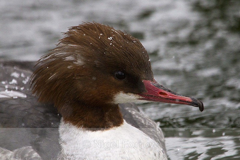 Goosander (female) close-up - Goosander