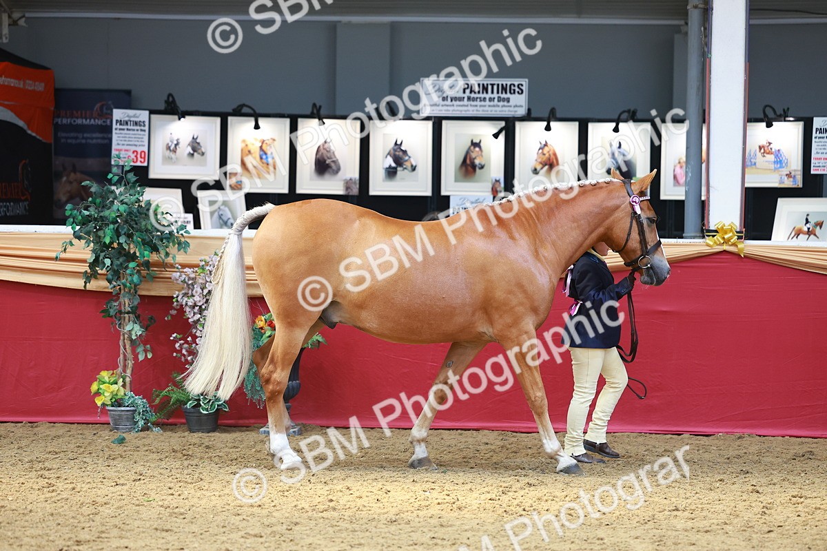 SBM_04178 - Class 9R - IH Pre-Vet