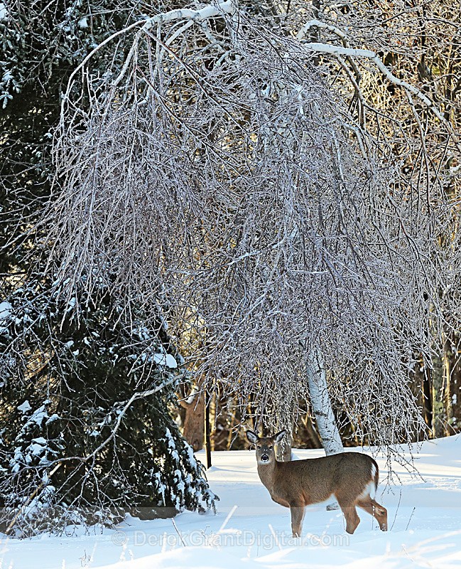 Deer in Winter - Winterscape
