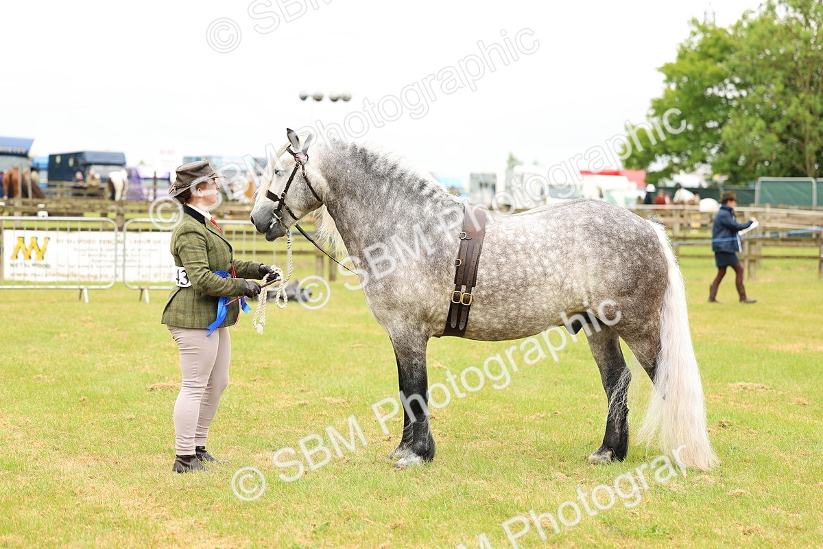 SBM_00651 - Class 58-67 - M&M Non Welsh Pony In hand
