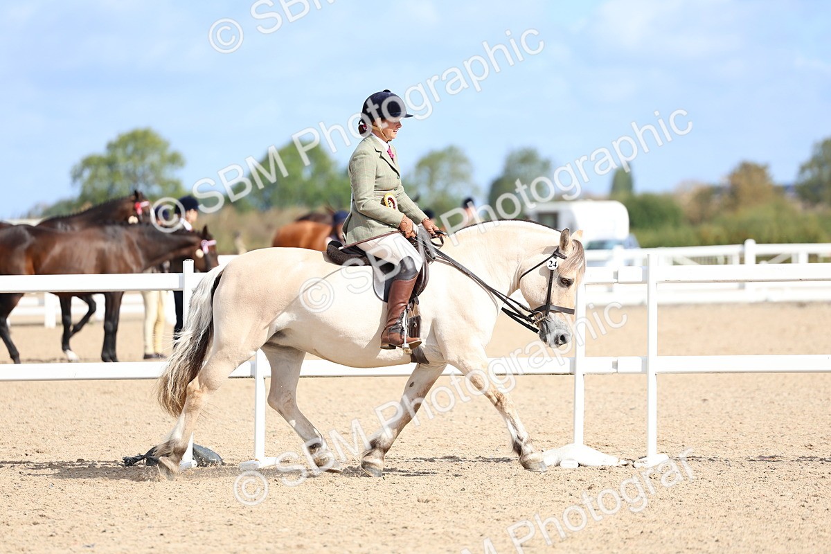 SBM_10907 - Class 305 - Ridden Foreign Breeds - Pure Bred
