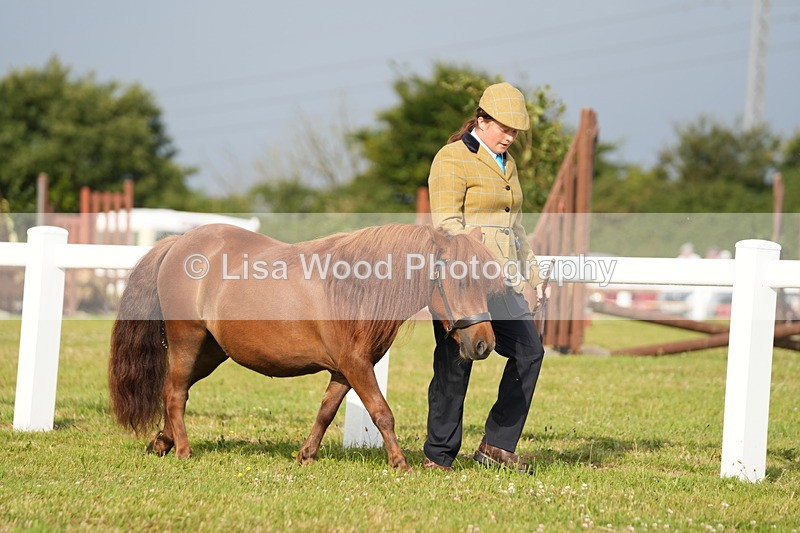 DSC04515 - Class 46: NPS Shetland Youngstock