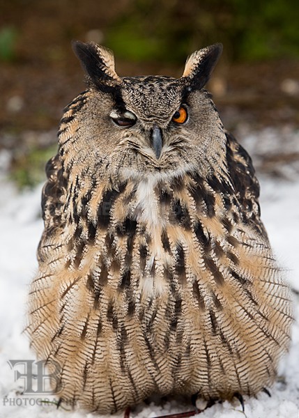 WoW jan-55 - Birds of Prey