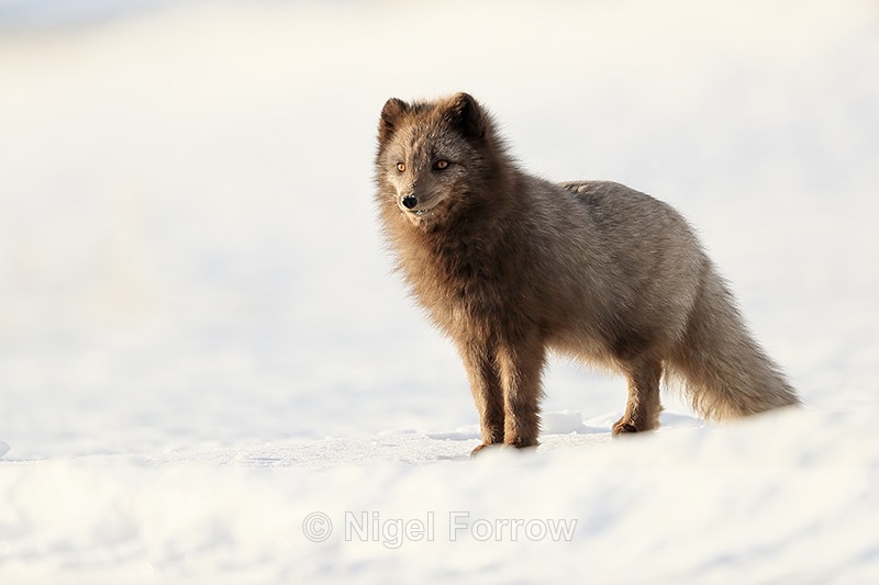 Dark Arctic Fox standing, Svalbard, Norway - Arctic Fox