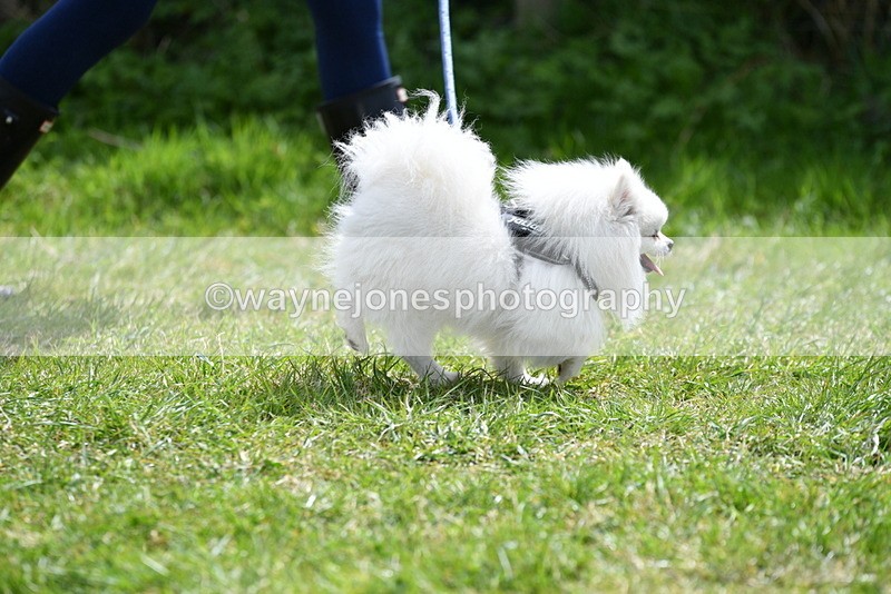 WJ5_9707 - Class 3 Most Handsome Dog
