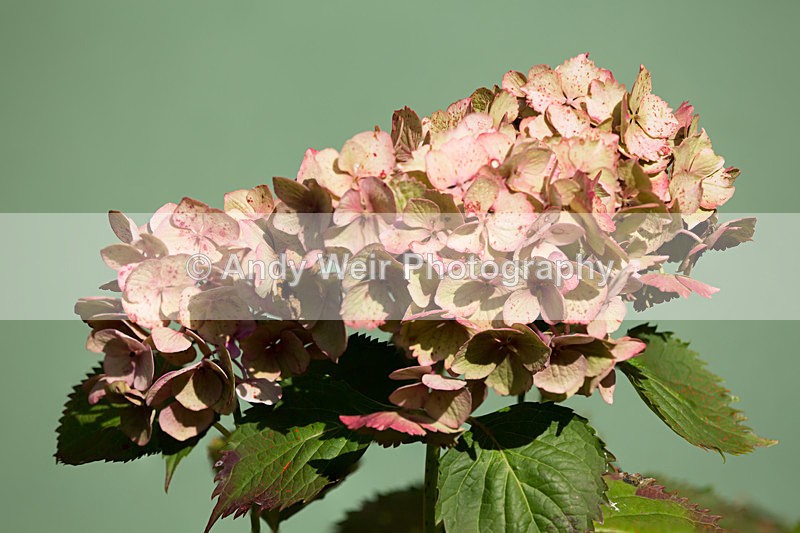 20130922-3K8A6262-2432 - Plants & Flowers