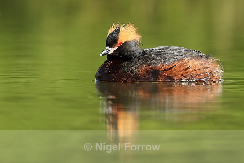 Slavonian Grebe at Lake Myvatn, Iceland - Slavonian Grebe