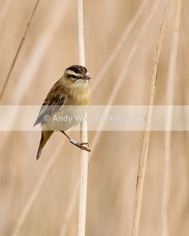 20090509-WE 167 - Sedge Warbler