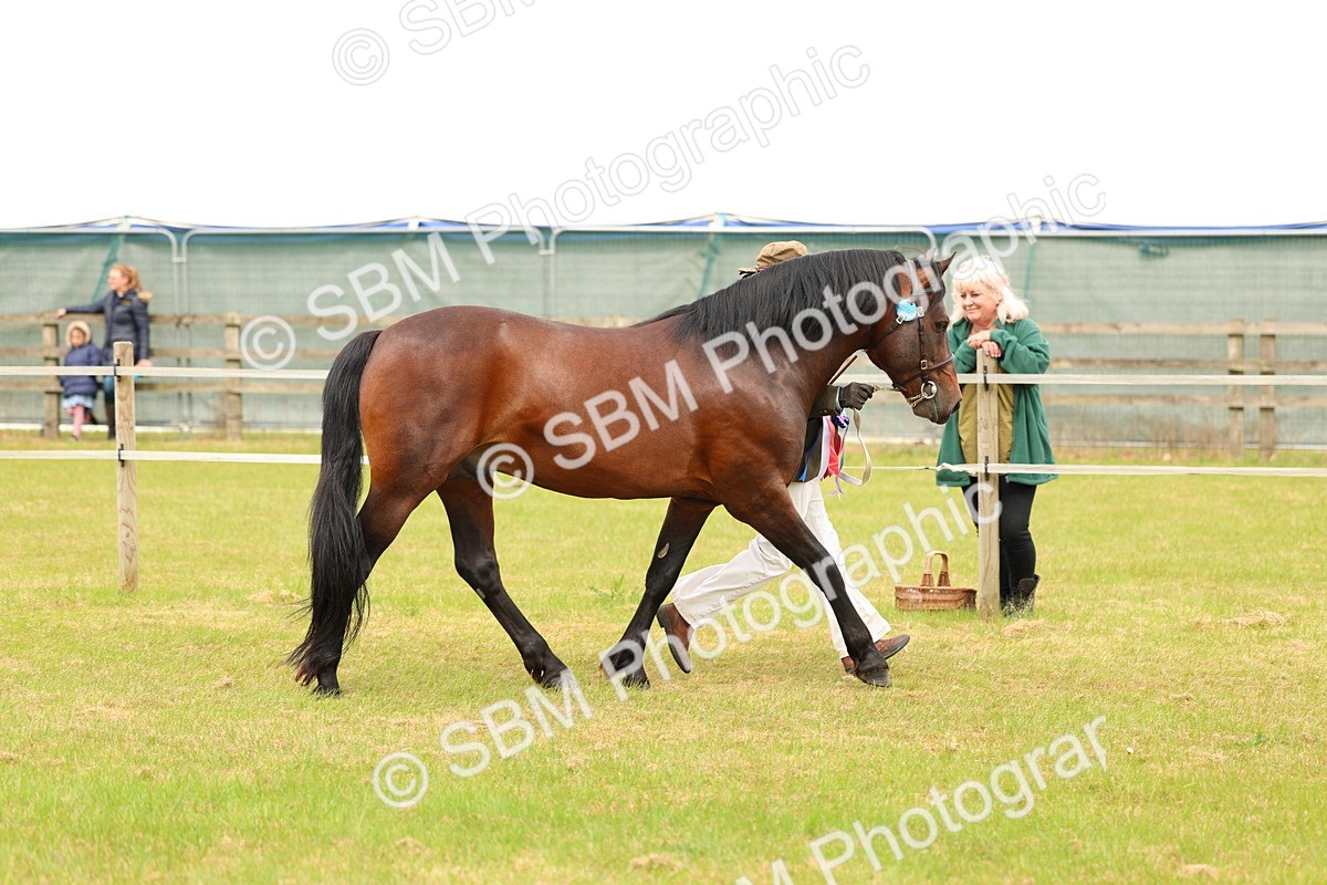 SBM_03562 - Class 58-67 - M&M Non Welsh Pony In hand