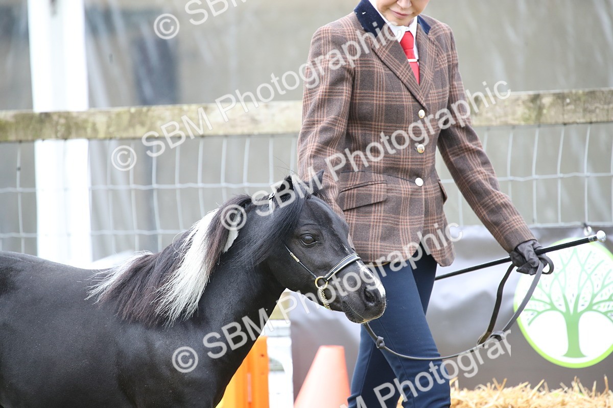 SBM_03674 - Class 23-25 - British Miniature Horse of the Year