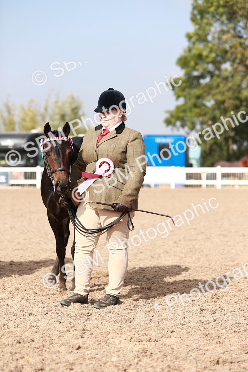 SBM_11136 - Class 205 IH Show Pony/ Show Hunter Pony