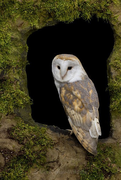 BARN OWL / REF BO 1 - BARN OWLS