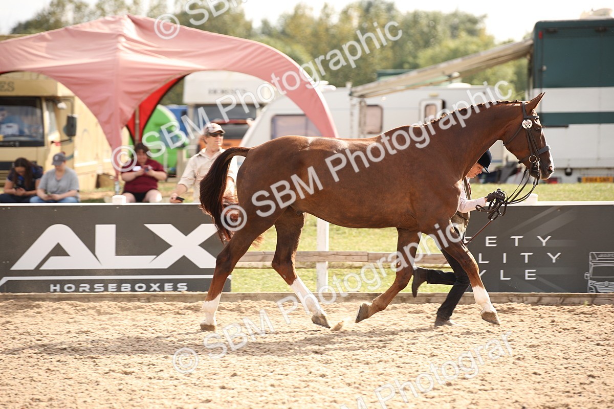 SBM_08180 - Class 27 - IH Competition Horse-Pony