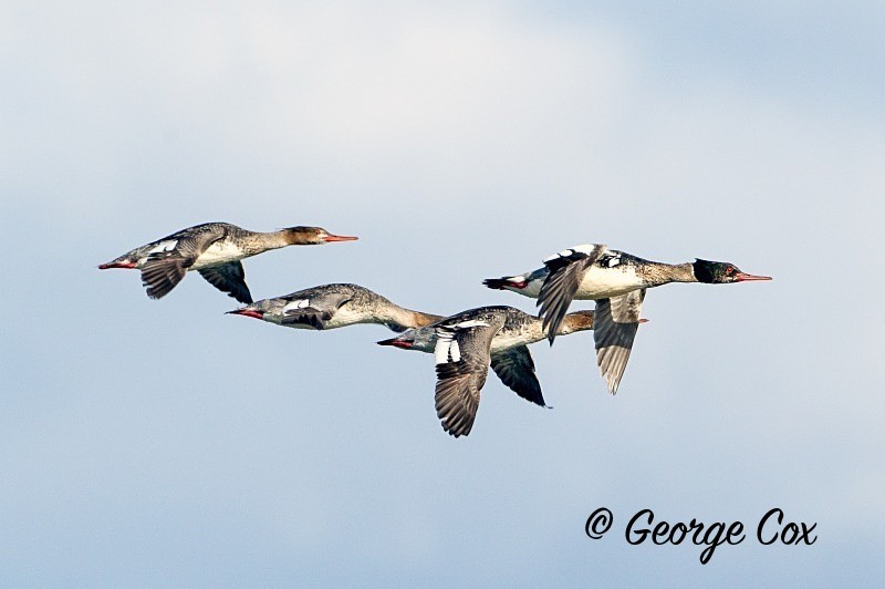 Red Mergansers Flying - Birds in Flight