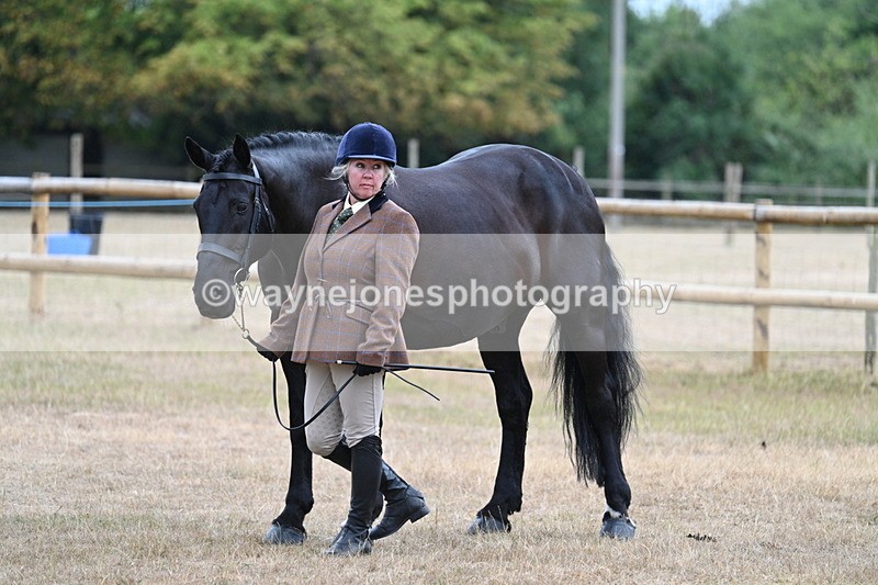 WJ7_9782 - Class 5a Most Handsome Gelding (above 14.2hh)