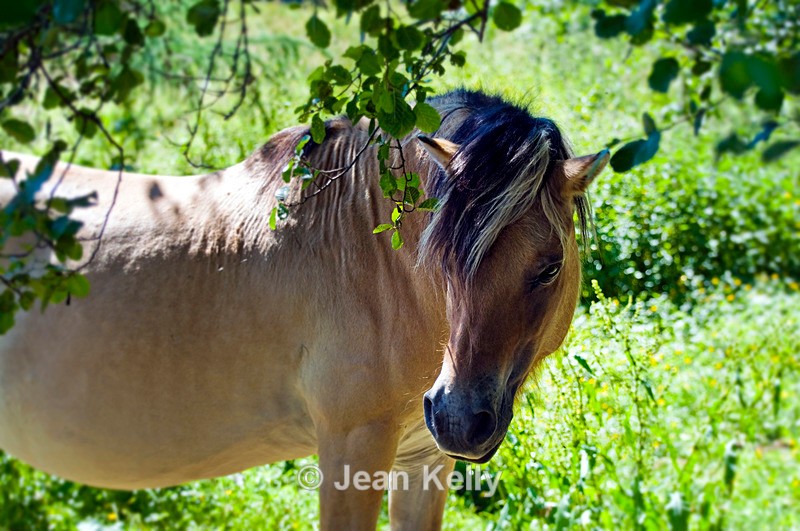 Horse - 5875 - Equine