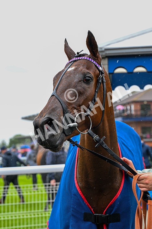 150725-Race 2-Pearl Fortune-0230 - Race 2