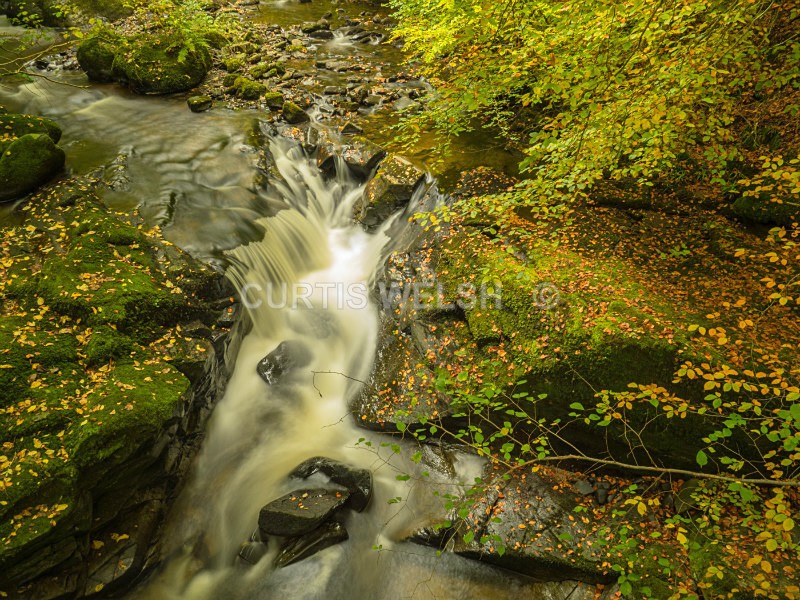 Autumn Leaves - WEST of SCOTLAND