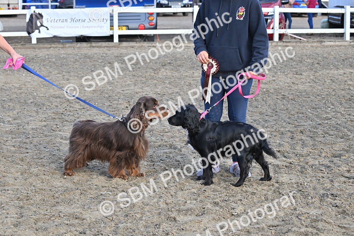 SBM_09508 - Lorry Dogs