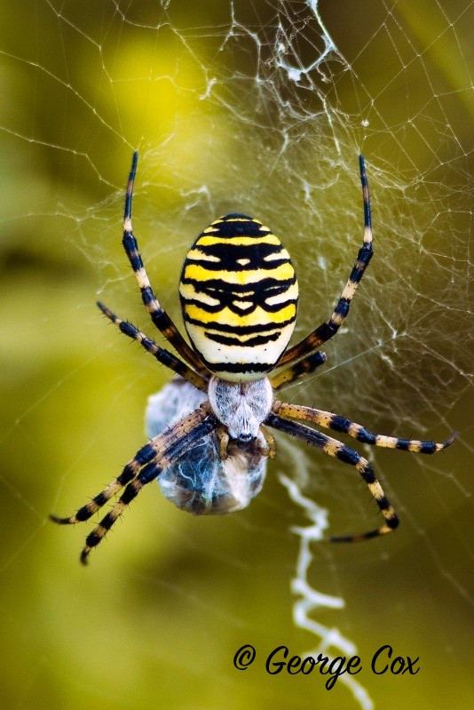 Wasp Spider