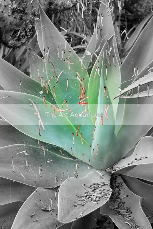  - Plants with Colour