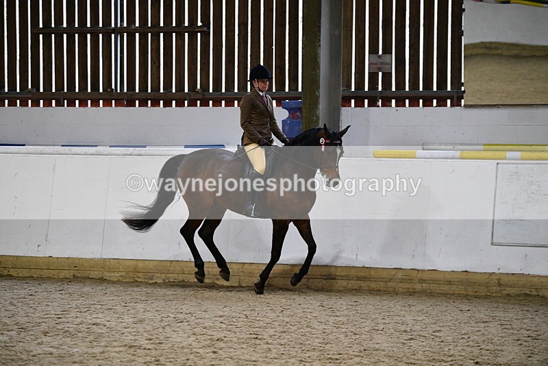 WJ5_8949 - Class 15 Ridden Show Horse