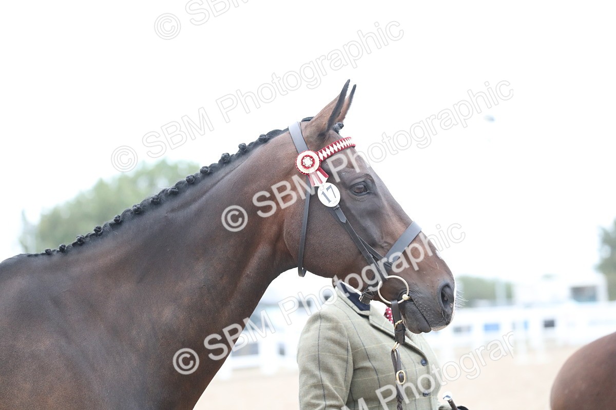 SBM_17980 - Class 317 IH Pure bred Horse/Pony