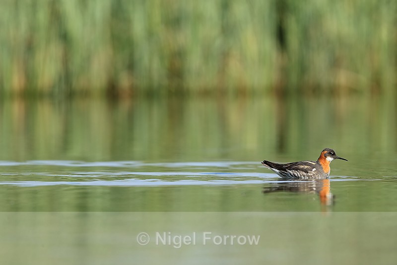 Red-necked Phalarope (female) swimming, Iceland - Red-necked Phalarope