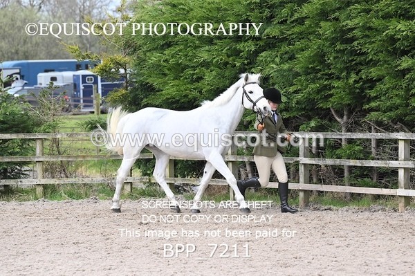 BPP_7211 - RING 1  (RIDDEN HORSES / IN HAND / VETERAN ETC)