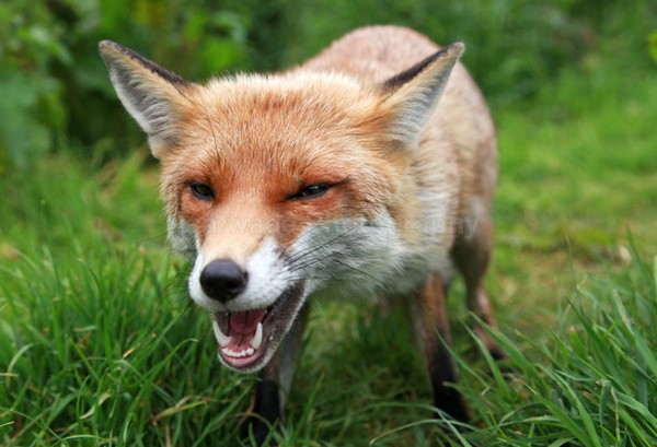 Red fox _ AN 0084 - Wildlife, Mammal Photography, Great Britain