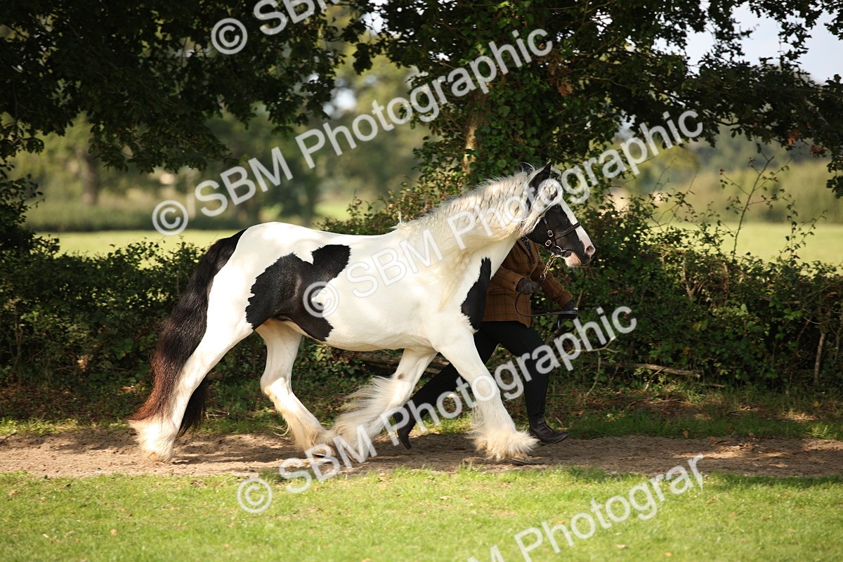 SBM_62195 - S55 - Traditional Cob In Hand