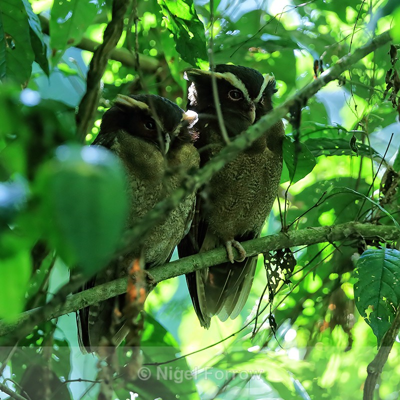 Crested Owls (dark morph) roosting, Limon Province, Costa Rica - Crested Owl