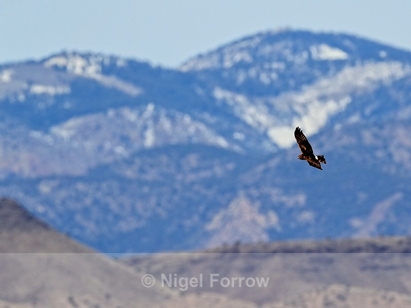Northern Harrier flying, mountain background, Bosque del Apache - Northern Harrier