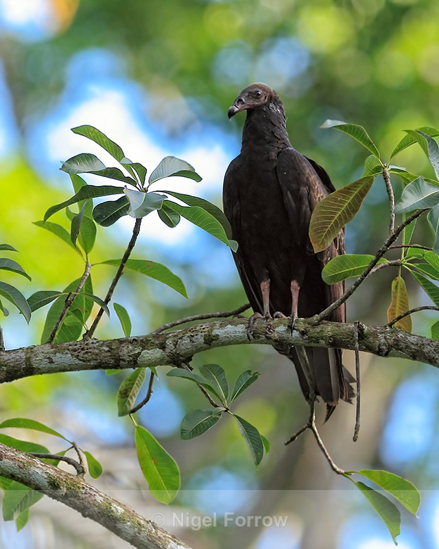 Turkey Vulture (juvenile), Costa Rica - Turkey Vulture