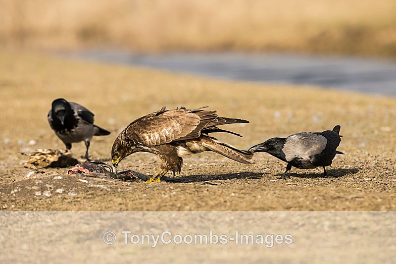 Buzzard  (Hooded Crow pulling the tail) - Buzzard and Drinking Pool Hides