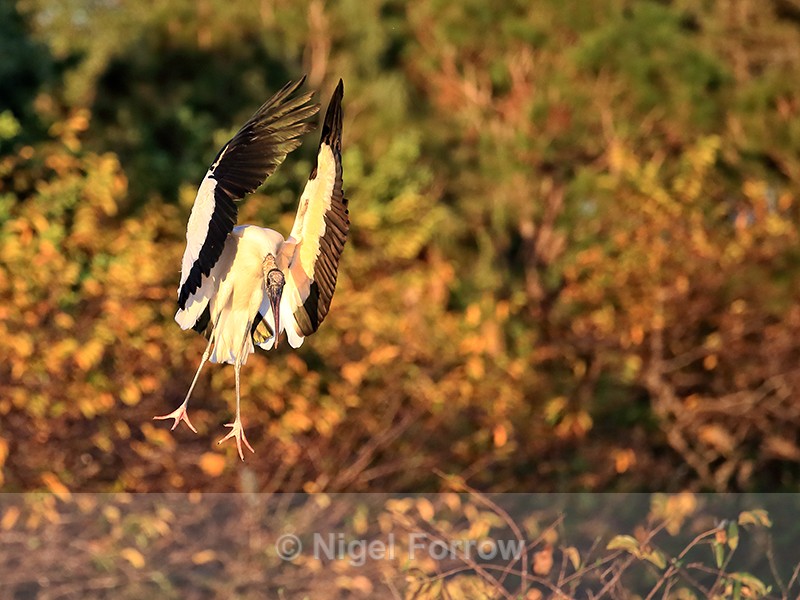 Wood Stork landing late afternoon, Wakodahatchee Wetlands, Florida - Wood Stork