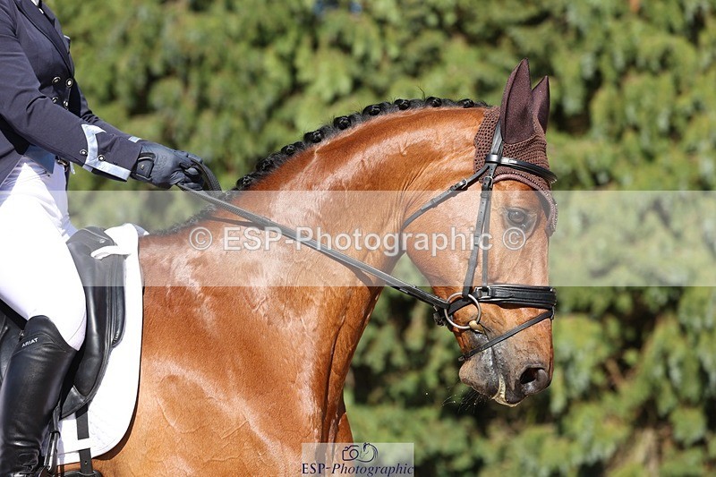 230526-172125-07958 - 177-ARGENTINO_BK-Dani_Evans-WEDTrotUp+DR