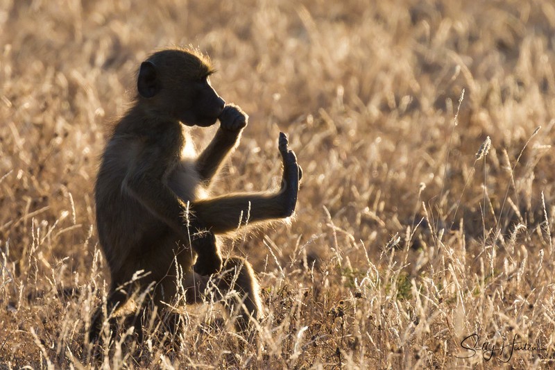 Baboon pondering Life