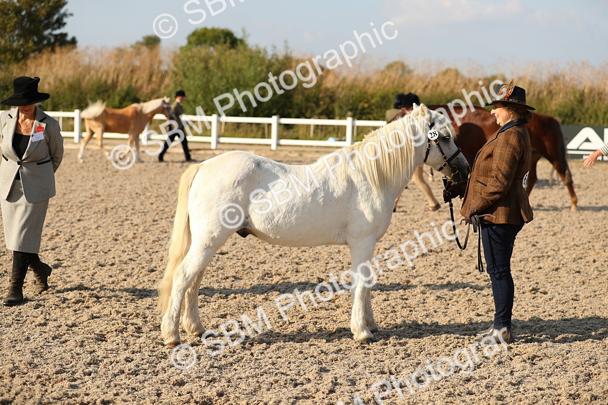 SBM_08965 - Class 29 IH Veteran Pony