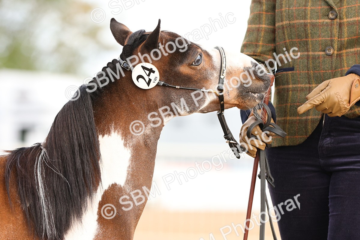 SBM_10318 - Class 206 - IH Non Show Type Pony