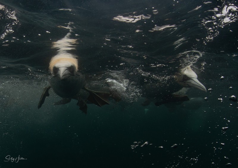 Gannets Underwater 18