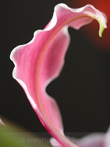 Under The Lily Petal - MACRO & CLOSE UPS 2