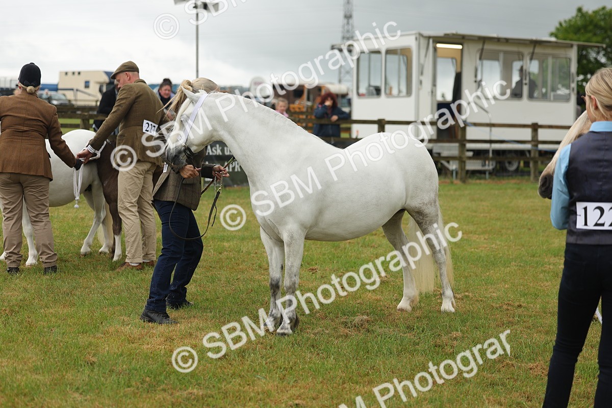 SBM_01588 - Class 50-57 - M&M Welsh Pony In Hand